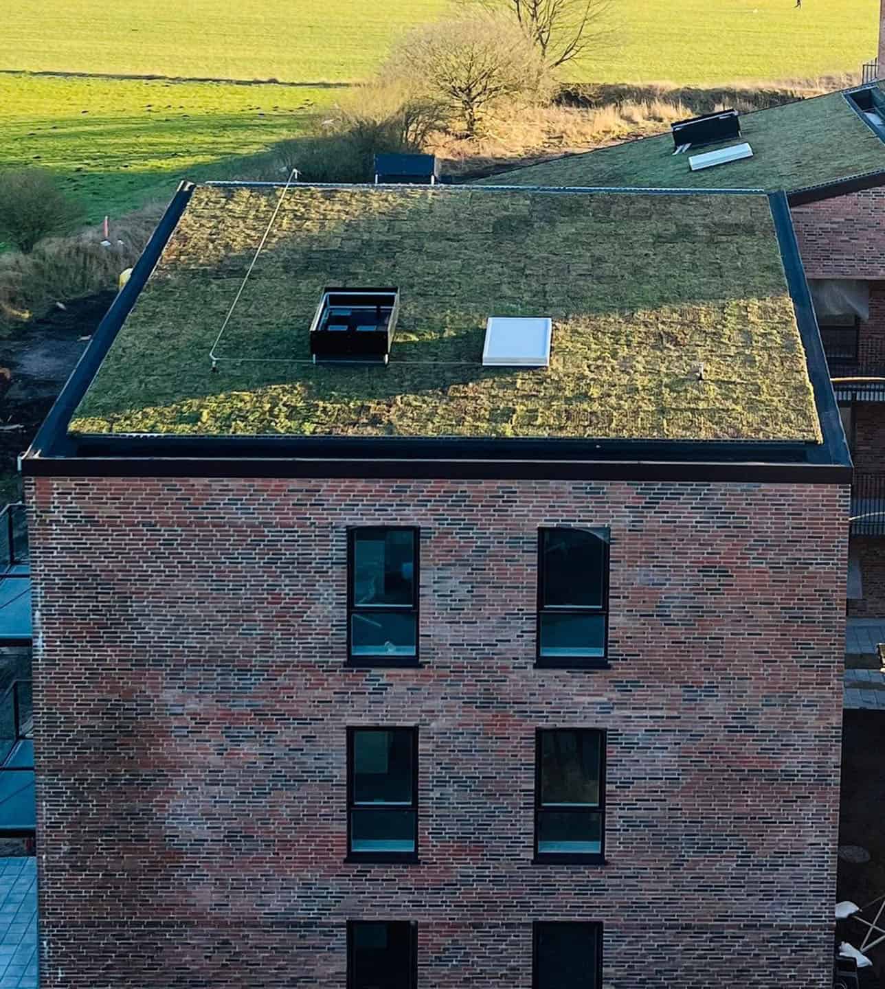 Grønt tag med sedum